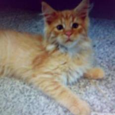 Blanding af racer Arnold