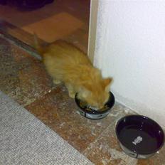 Blanding af racer Arnold