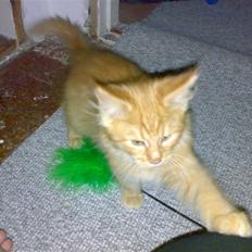 Blanding af racer Arnold