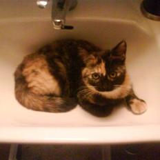 Blanding af racer GTI mis