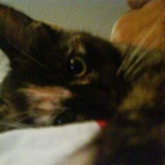 Blanding af racer GTI mis