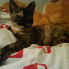 Blanding af racer GTI mis