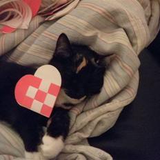 Huskat FredeBo's TulleRosa