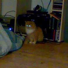 Norsk Skovkat trunte