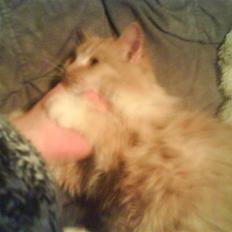 Norsk Skovkat trunte