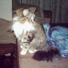 Norsk Skovkat Messenger Stribes Holly