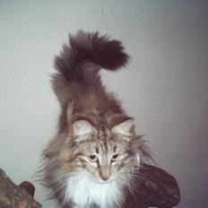 Norsk Skovkat Messenger Stribes Holly