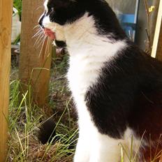 Blanding af racer Simba