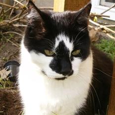 Blanding af racer Simba