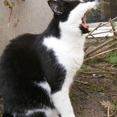 Blanding af racer Simba