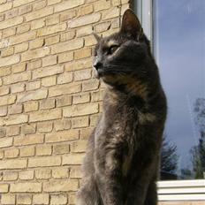 Blanding af racer Jasmin