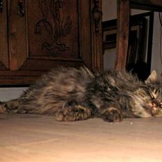 Blanding af racer Freja