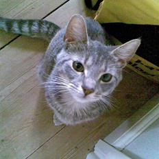 Huskat Mini R.I.P :'( :'( ! <3 