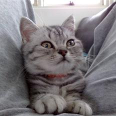 British Shorthair lochLoyal's Raphael