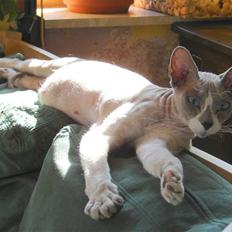 Don Sphynx AbrakadabraMidtnight Star