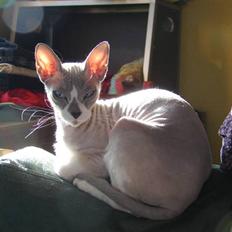 Don Sphynx AbrakadabraMidtnight Star