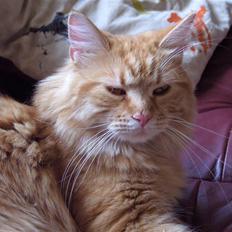 Maine Coon kia