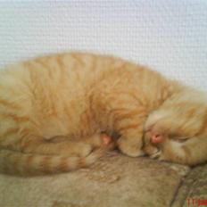 Huskat Oliver EFTERLYSES!!!