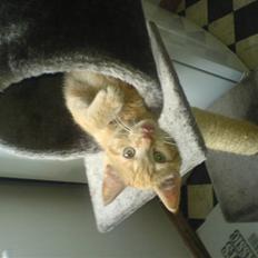 Huskat Oliver EFTERLYSES!!!