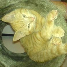 Huskat Oliver EFTERLYSES!!!