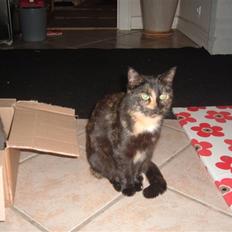 Blanding af racer Kitty