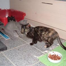 Blanding af racer Kitty