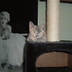 Blanding af racer Kitty