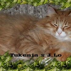 Norsk Skovkat Tukenja s J. Lo