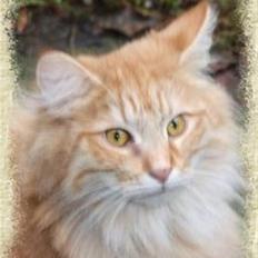 Norsk Skovkat Tukenja s Jannet jackson