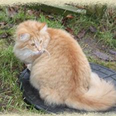 Norsk Skovkat Tukenja s Jannet jackson