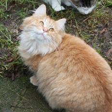 Norsk Skovkat Tukenja s Jannet jackson