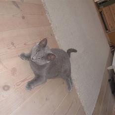 Blanding af racer Frida