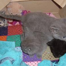 Blanding af racer Frida