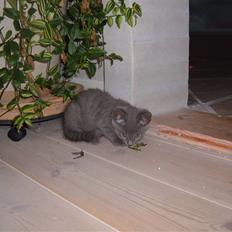 Blanding af racer Frida