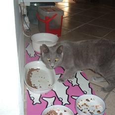 Blanding af racer Carla