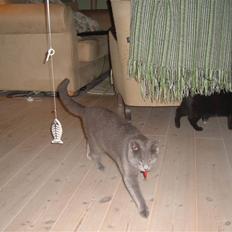 Blanding af racer Carla