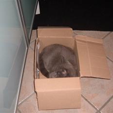 Blanding af racer Carla