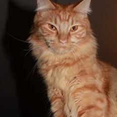 Blanding af racer Ferrari 