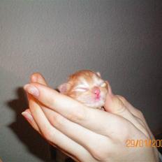 Blanding af racer Ferrari 