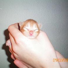 Blanding af racer Ferrari 