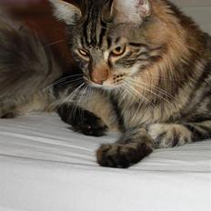 Blanding af racer Baltazar