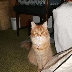 Blanding af racer Orkide mormor og morfar's