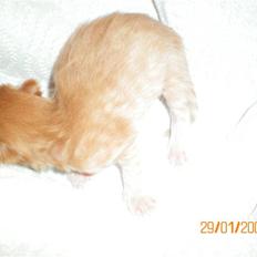 Blanding af racer Orkide mormor og morfar's