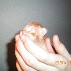 Blanding af racer Orkide mormor og morfar's