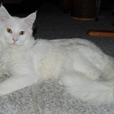 Maine Coon Kafra's Kiss me Tender 