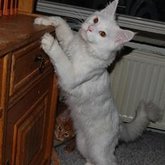 Maine Coon Kafra's Kiss me Tender 