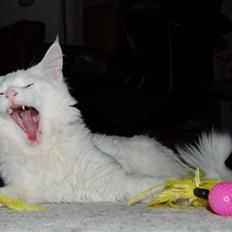 Maine Coon Kafra's Kiss me Tender 