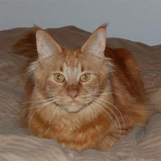 Maine Coon Kafra's Mushi