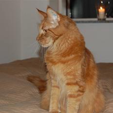 Maine Coon Kafra's Mushi