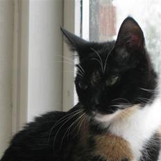 Blanding af racer Nille